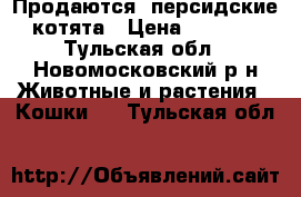 Продаются  персидские котята › Цена ­ 1 000 - Тульская обл., Новомосковский р-н Животные и растения » Кошки   . Тульская обл.